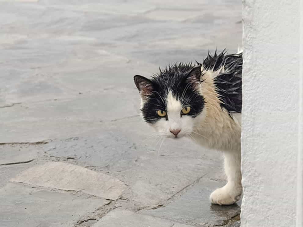 image Cat abuse in school reported to education ministry