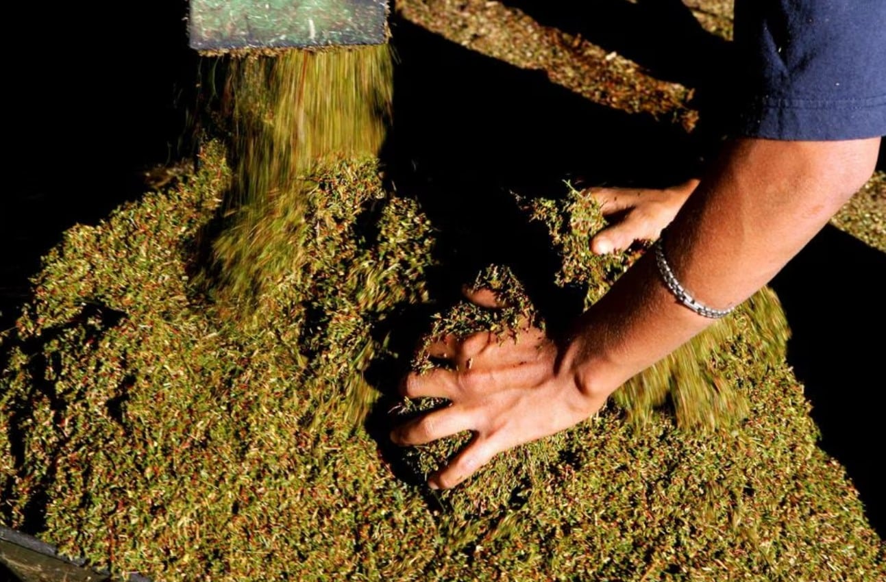 image Big Tobacco turns to rooibos tea to counter upcoming ban
