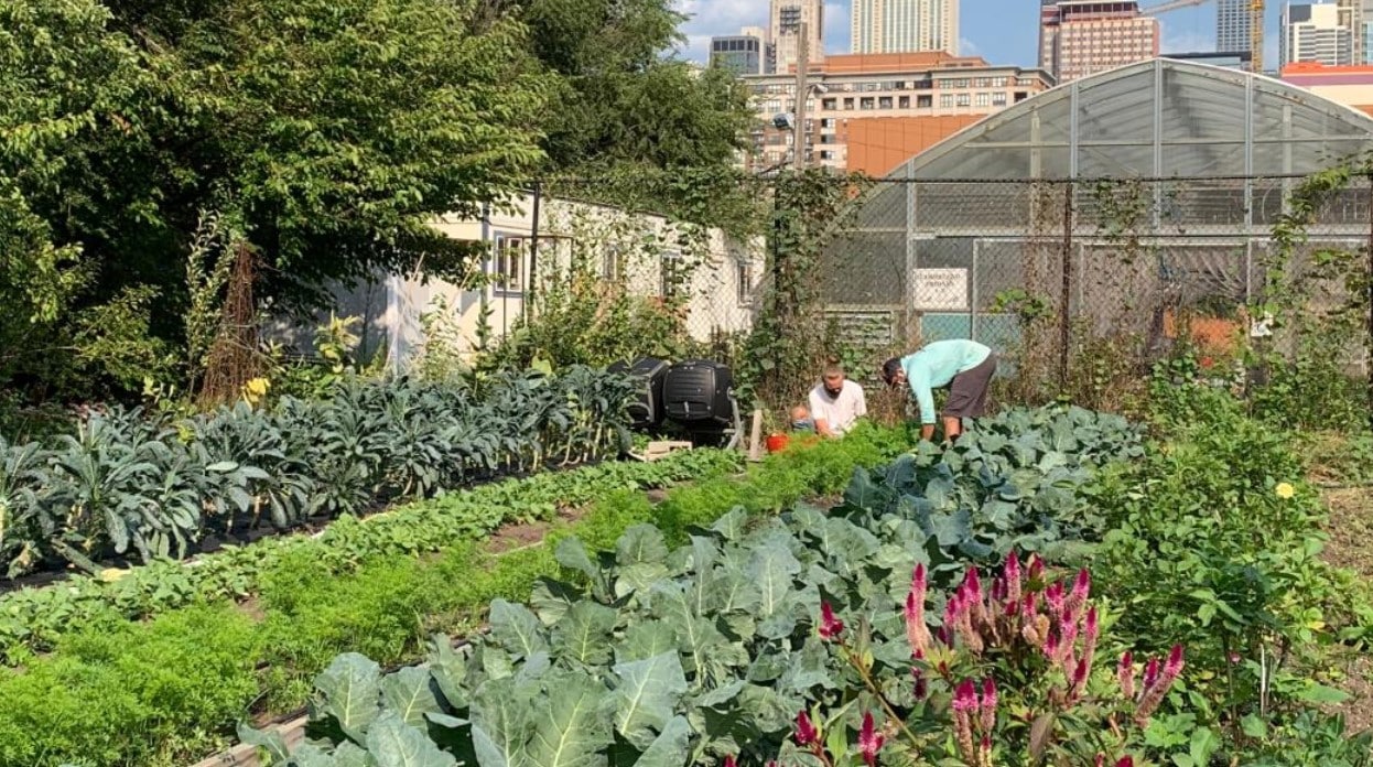 image The green shoots of urban agriculture