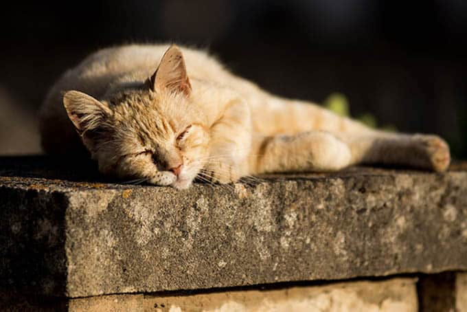 image Cyprus cat covid strain thought to have reached UK