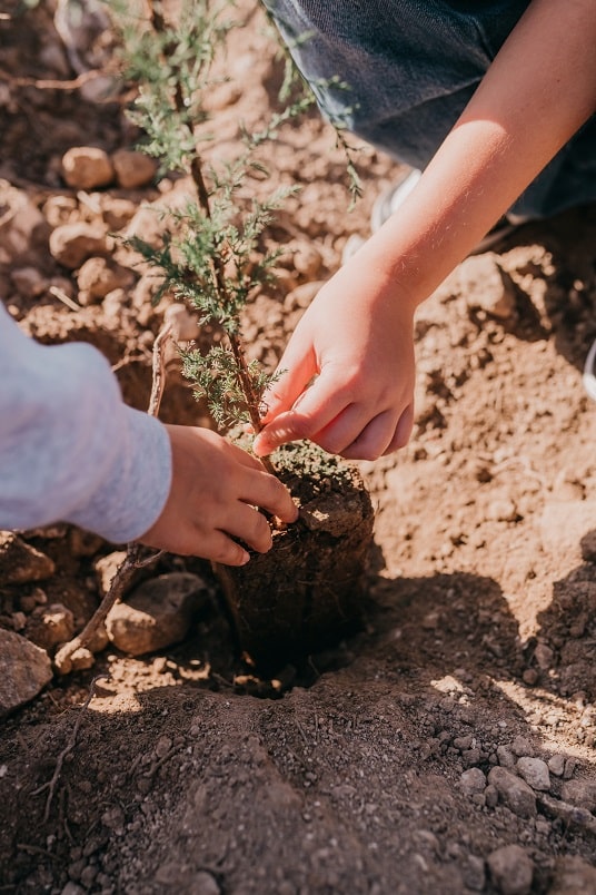 Mission accomplished: Island School tree-planting a success