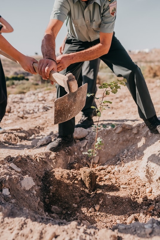 Mission accomplished: Island School tree-planting a success
