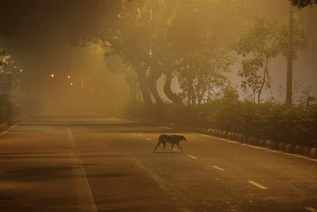 image Three Indian cities among world&#8217;s ten most polluted after Diwali