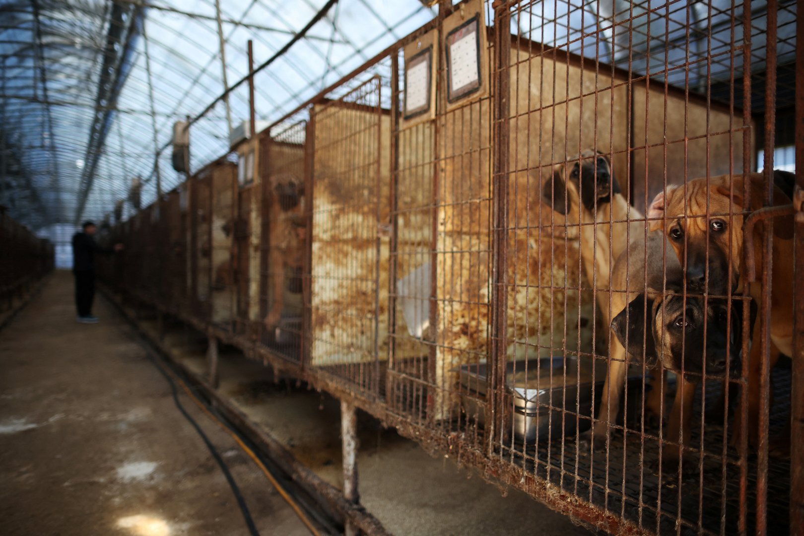 image South Korea&#8217;s canine farmers protest proposed ban on dog meat