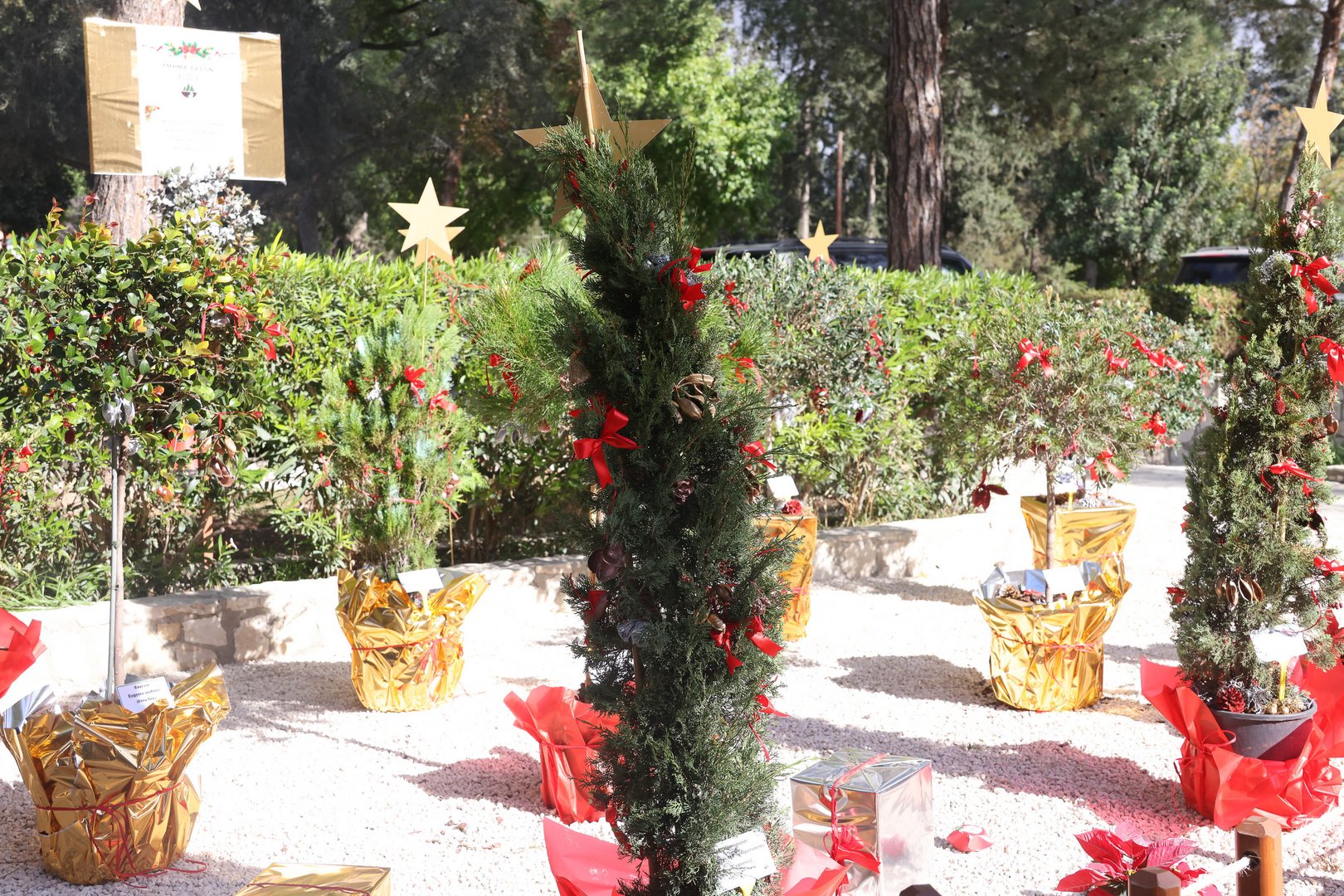 image Public urged to buy a long-lasting potted pine for Christmas