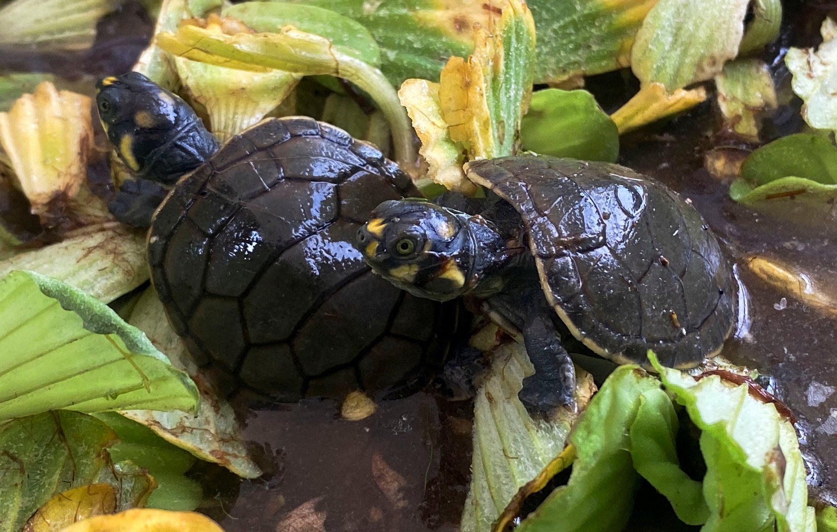 image &#8216;We&#8217;re releasing life&#8217;: Heat wave speeds turtle hatching in Peru