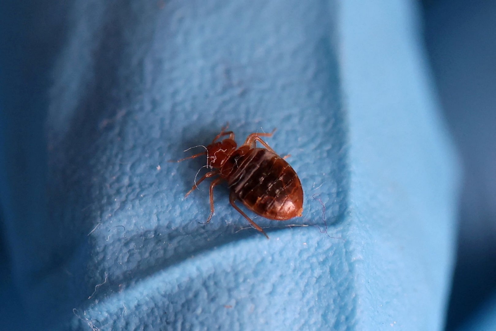 image After Europe, bedbugs problem spreads to South Korea