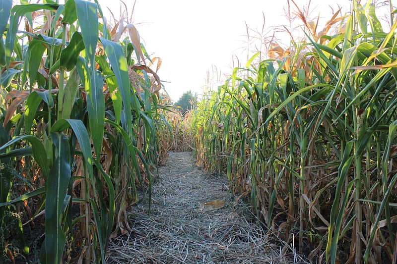 image The rise of organic ethyl alcohol as a game-changer in renewable energy