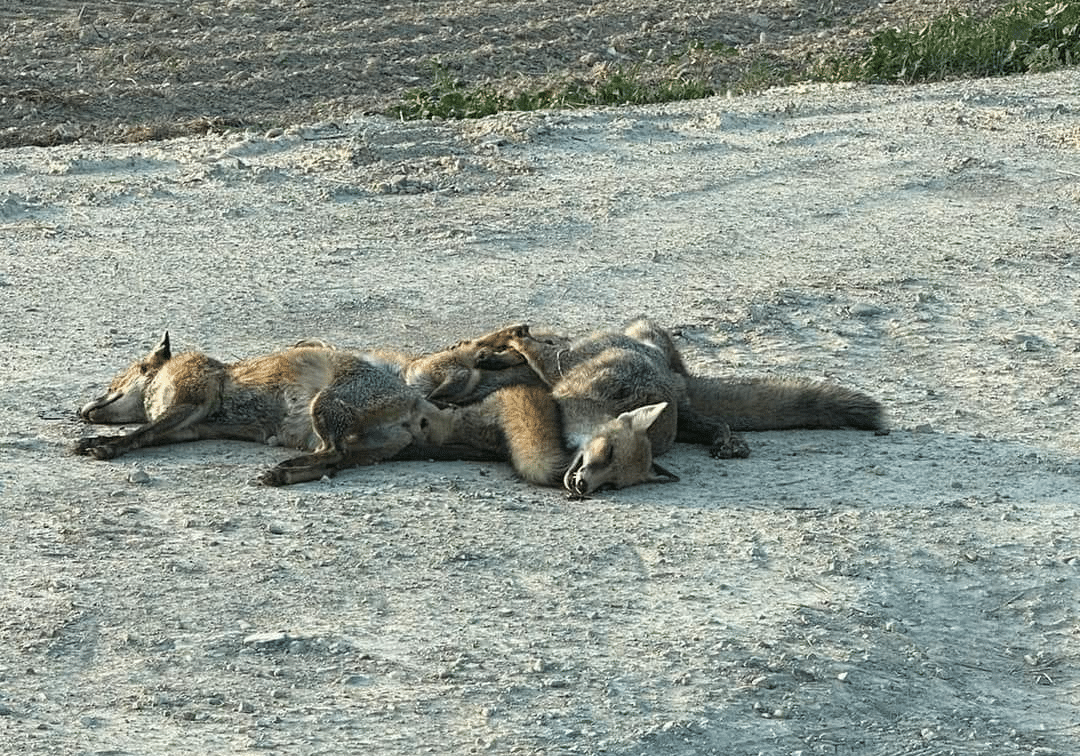image Intervention urged after disturbing photos of dead foxes emerge