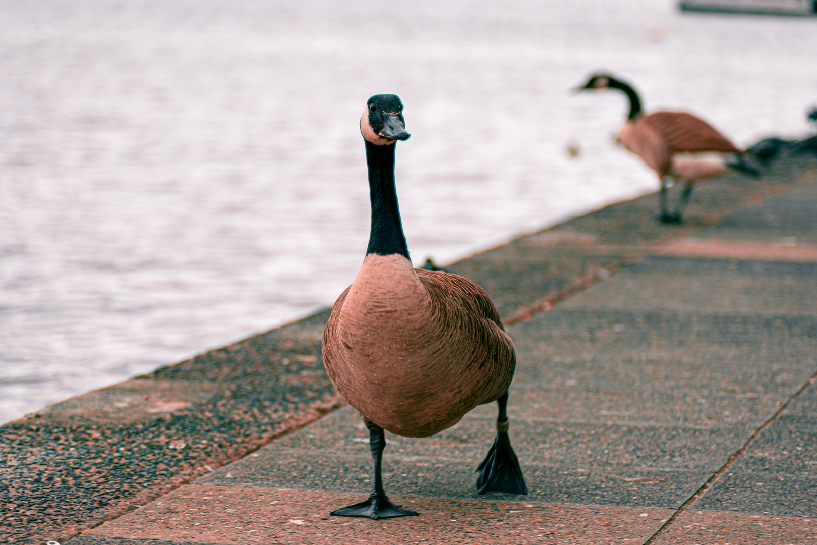 image France reports bird flu on turkey farm as disease spreads in Europe