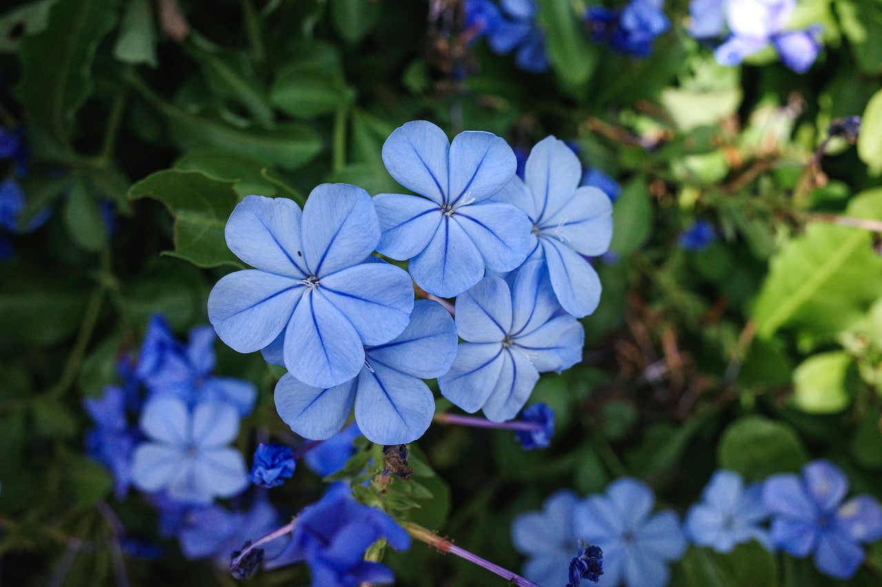 image Weather variations take toll on plants
