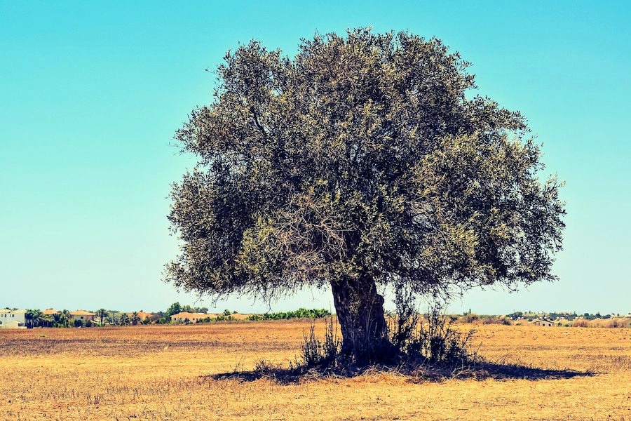 image Elderly man dies after tractor collides with olive tree