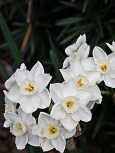 feature garden what to do paperwhites