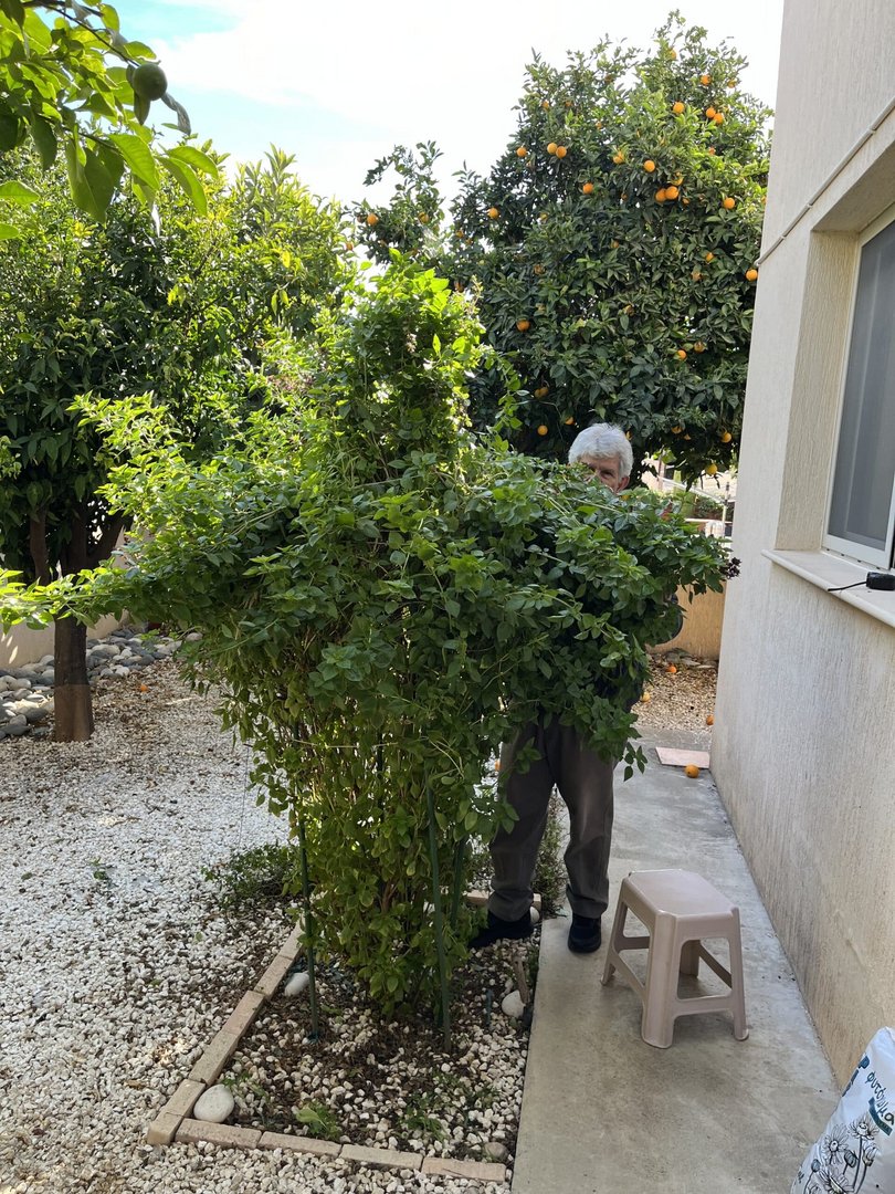 feature jon the basil plant dwarfs yiannakis
