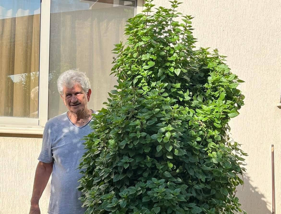 image Cyprus gardener grows a towering ‘king’ of plants