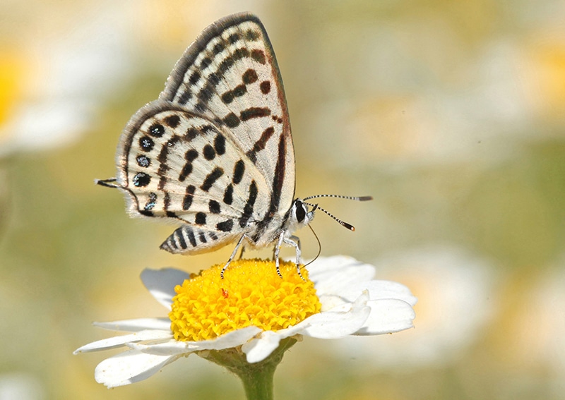 feature3 tarucus balkanicus (little tiger blue) photo by christodoulos makris