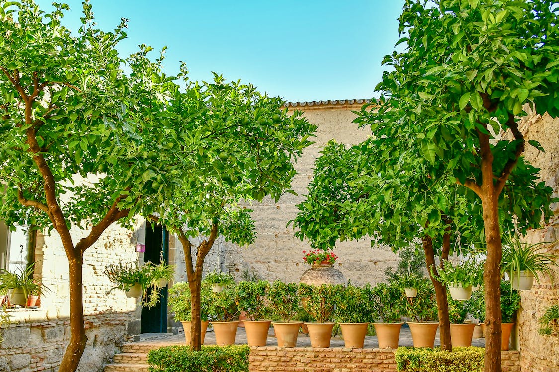 image Planting trees in your garden
