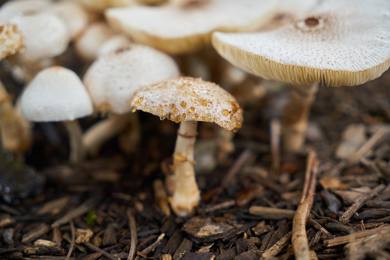 image Mushroom lunch kills three in Australia, woman arrested