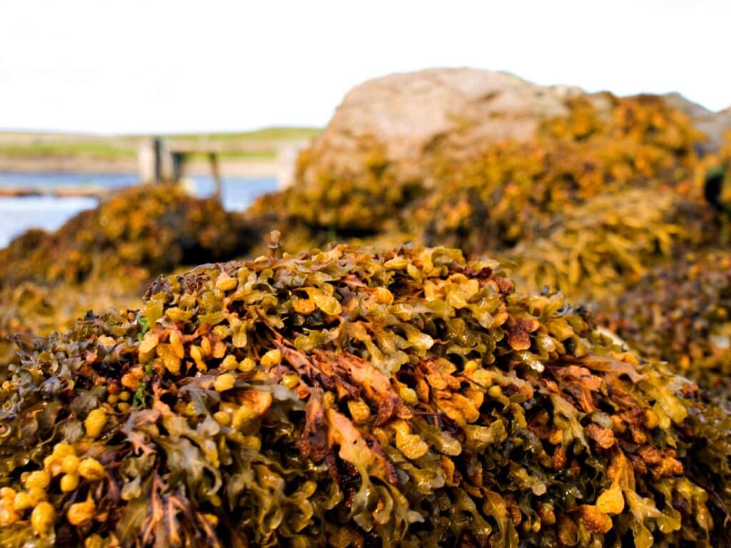 recipes2 seaweed can be found all year round