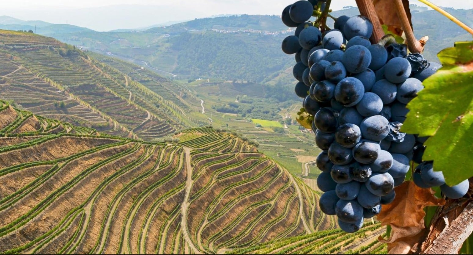 image Government to allocate half a million for winemakers