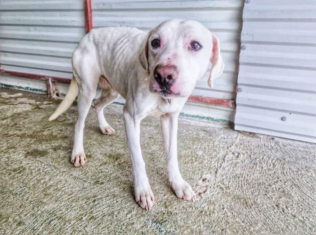 1. probably best title image this is marlo the day he arrived at the shelter