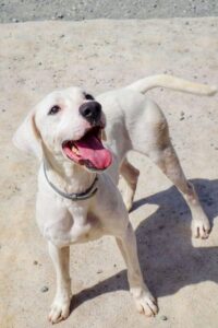 2. this is much happier, healthier marlo after he'd been at the shelter a few weeks