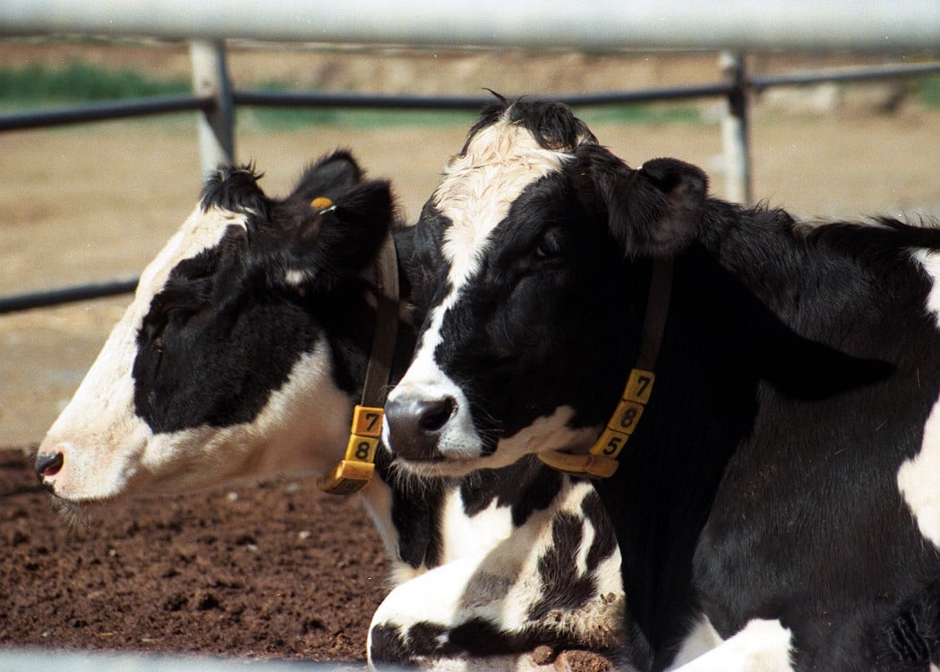 image Our View: The halloumi PDO saga is now verging on the absurd