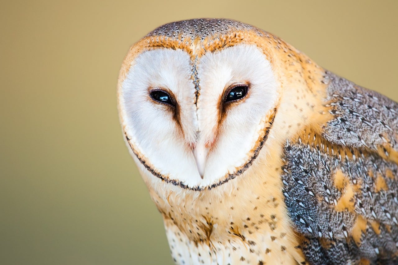 image Barn owls released in Oroklini