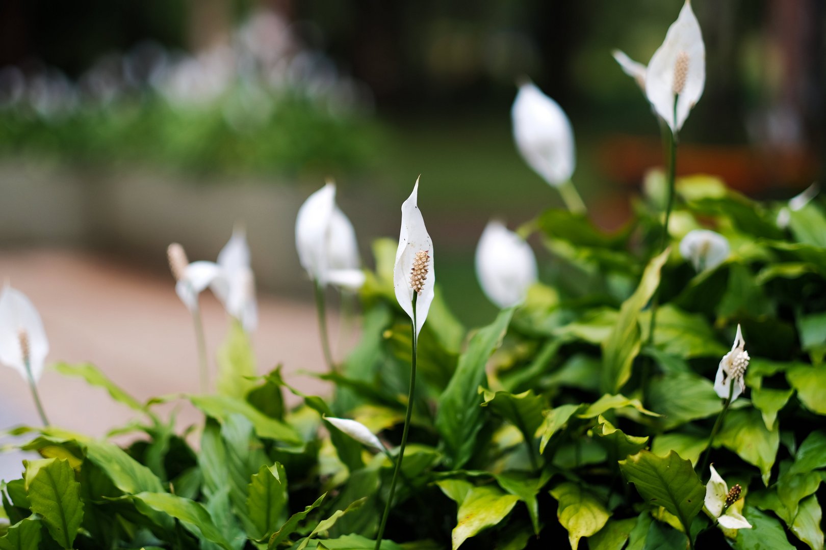 image Christmas presents for gardeners