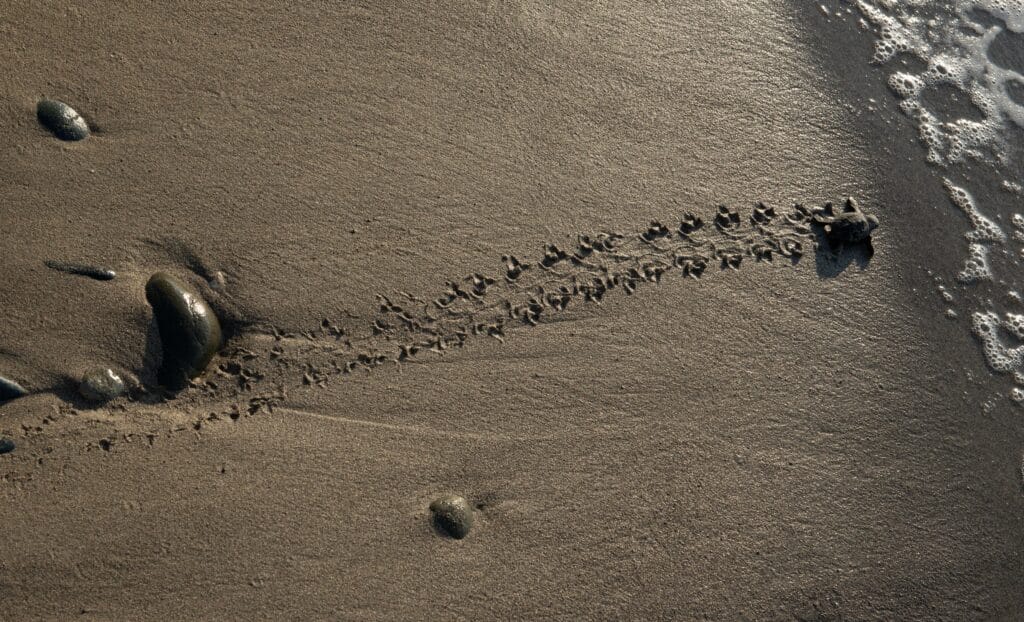 feature melissa a hatchling on its path to the sea (david hands)