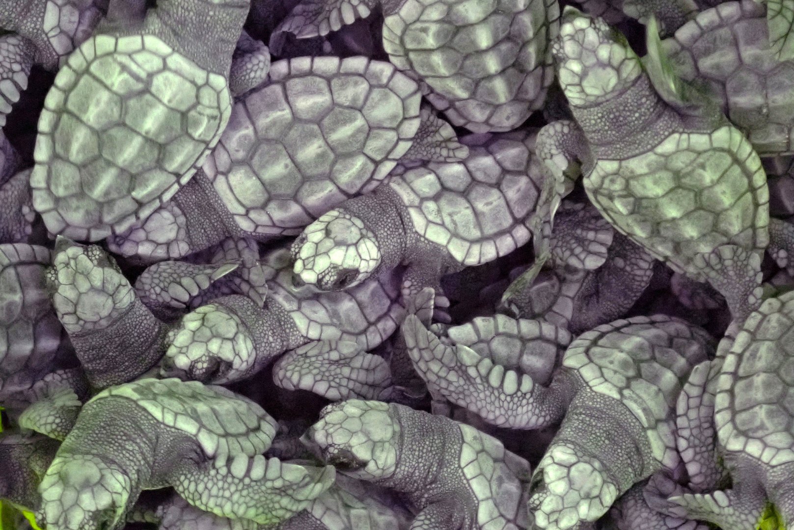 image Dedicating their life to turtle conservation