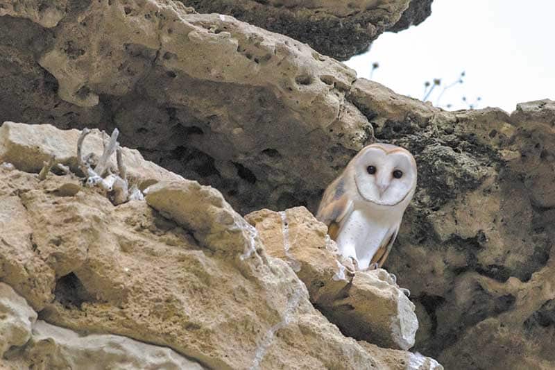 feature3 a barn owl perching in a cave (zoltan tolgyesi)