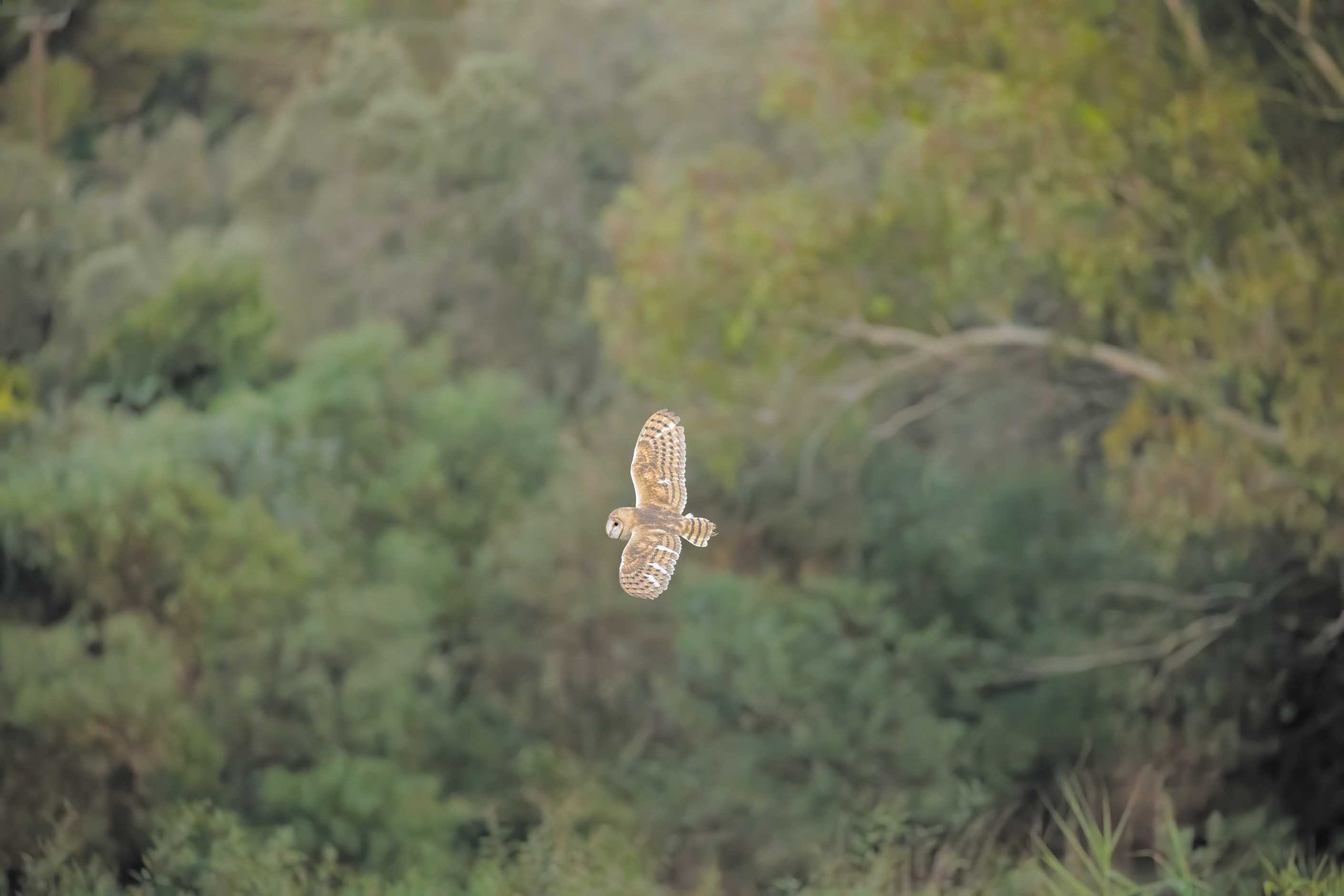 image Barn owls are back in Cyprus!