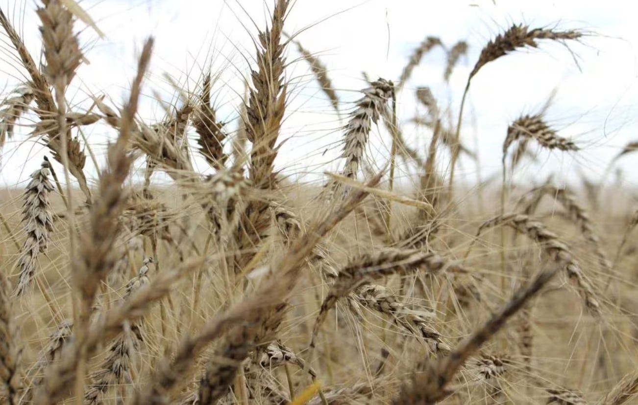 image Global 2024 staple food supplies to be strained by dry weather, export curbs