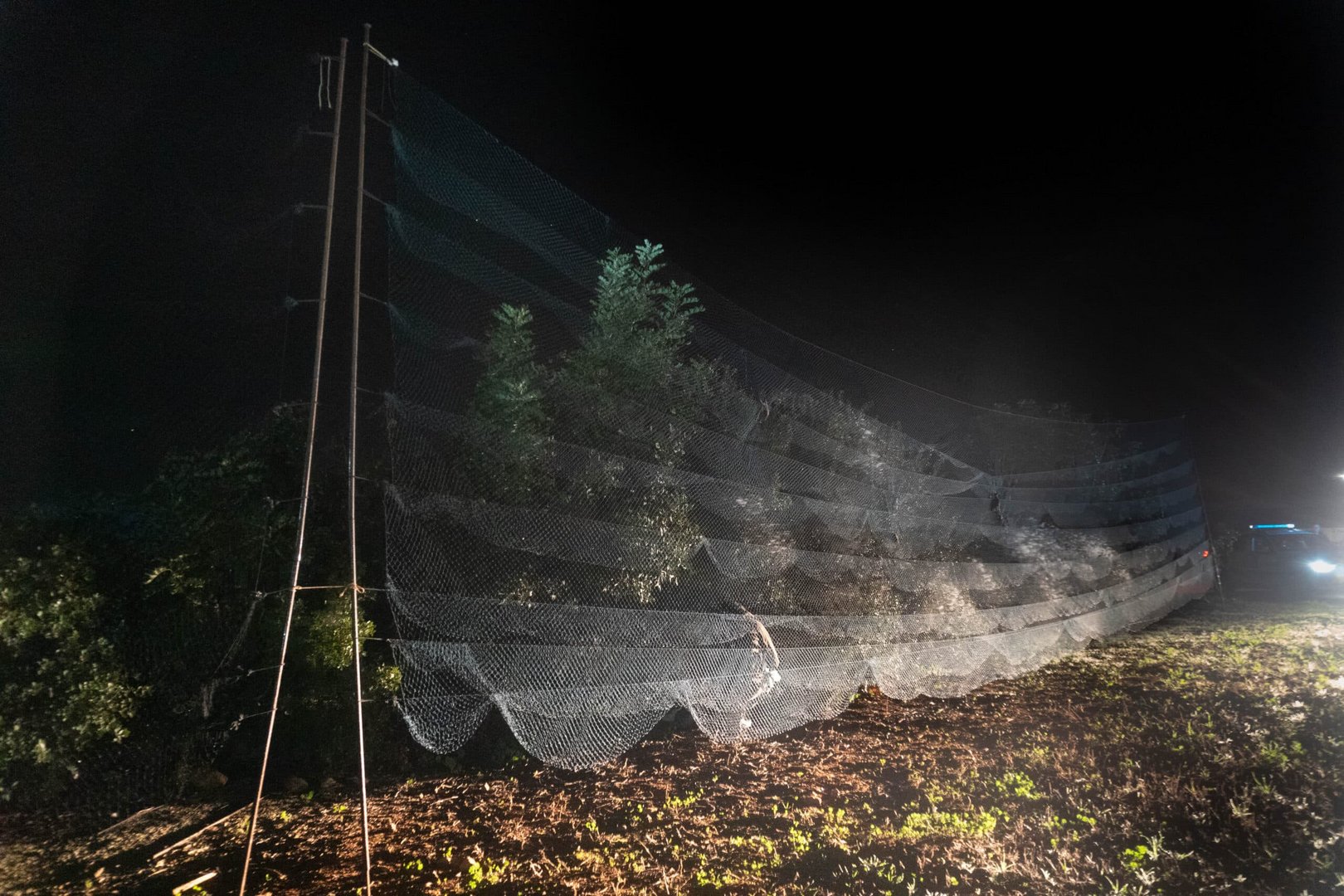 1. illegal mist net used to trap wild birds