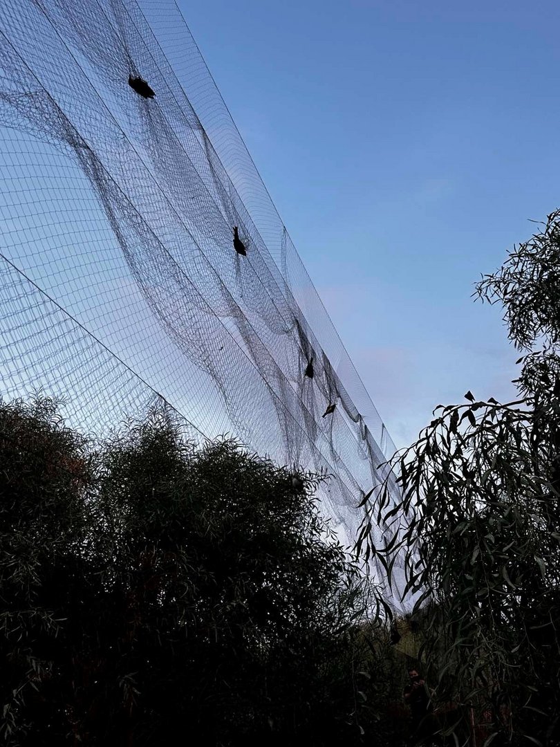 bird trapping 3