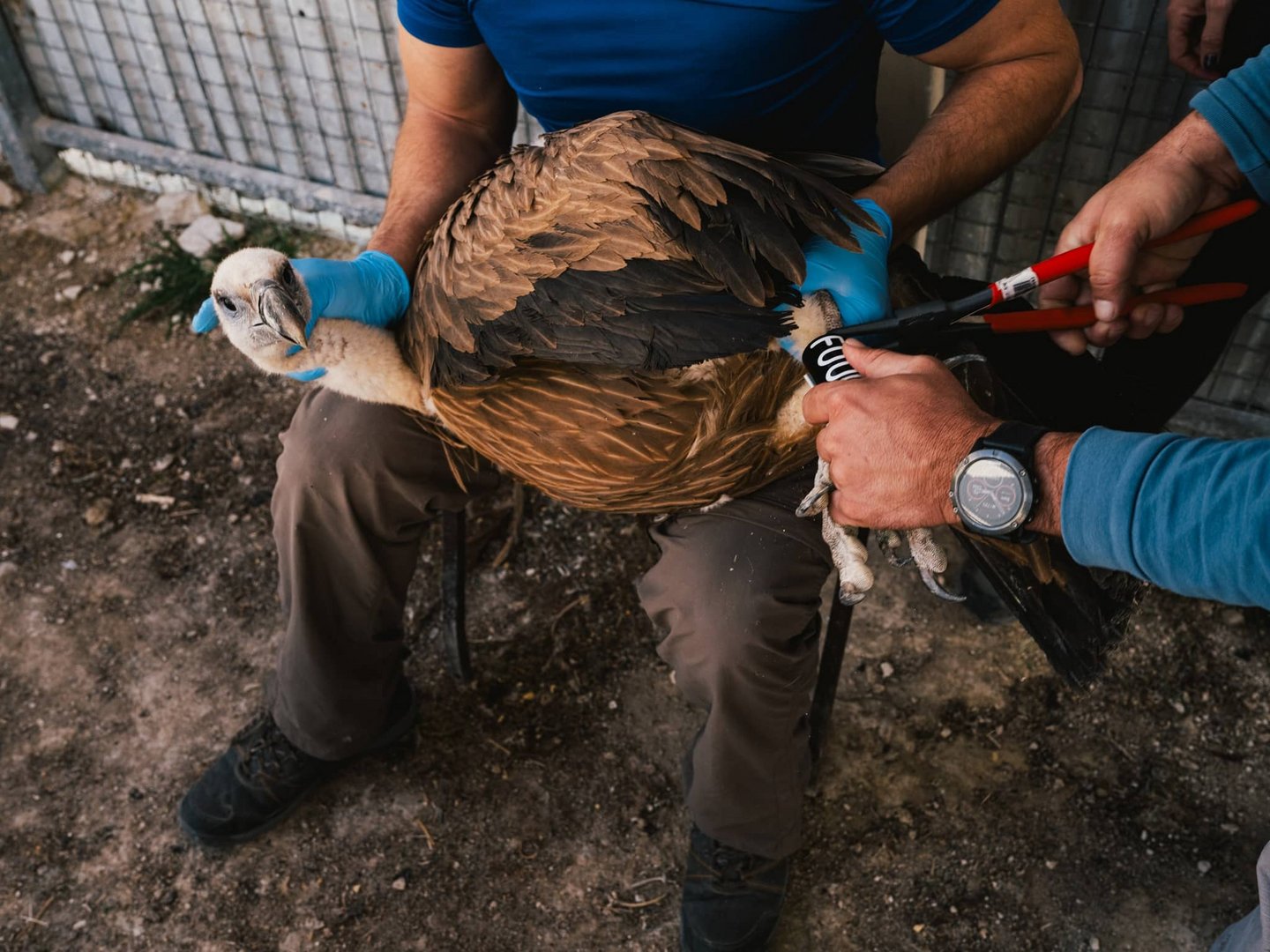 image Poisoning behind more than half of vulture deaths