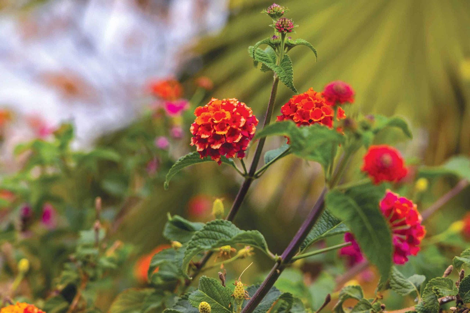 feature garden plant of month lantana camara