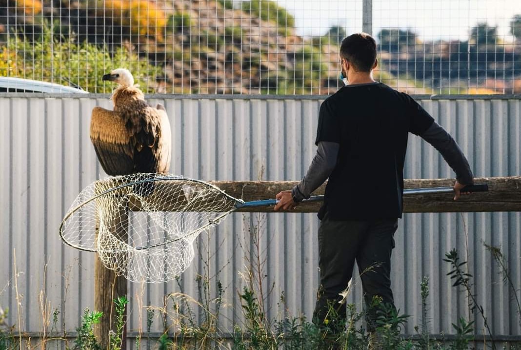griffon vulture