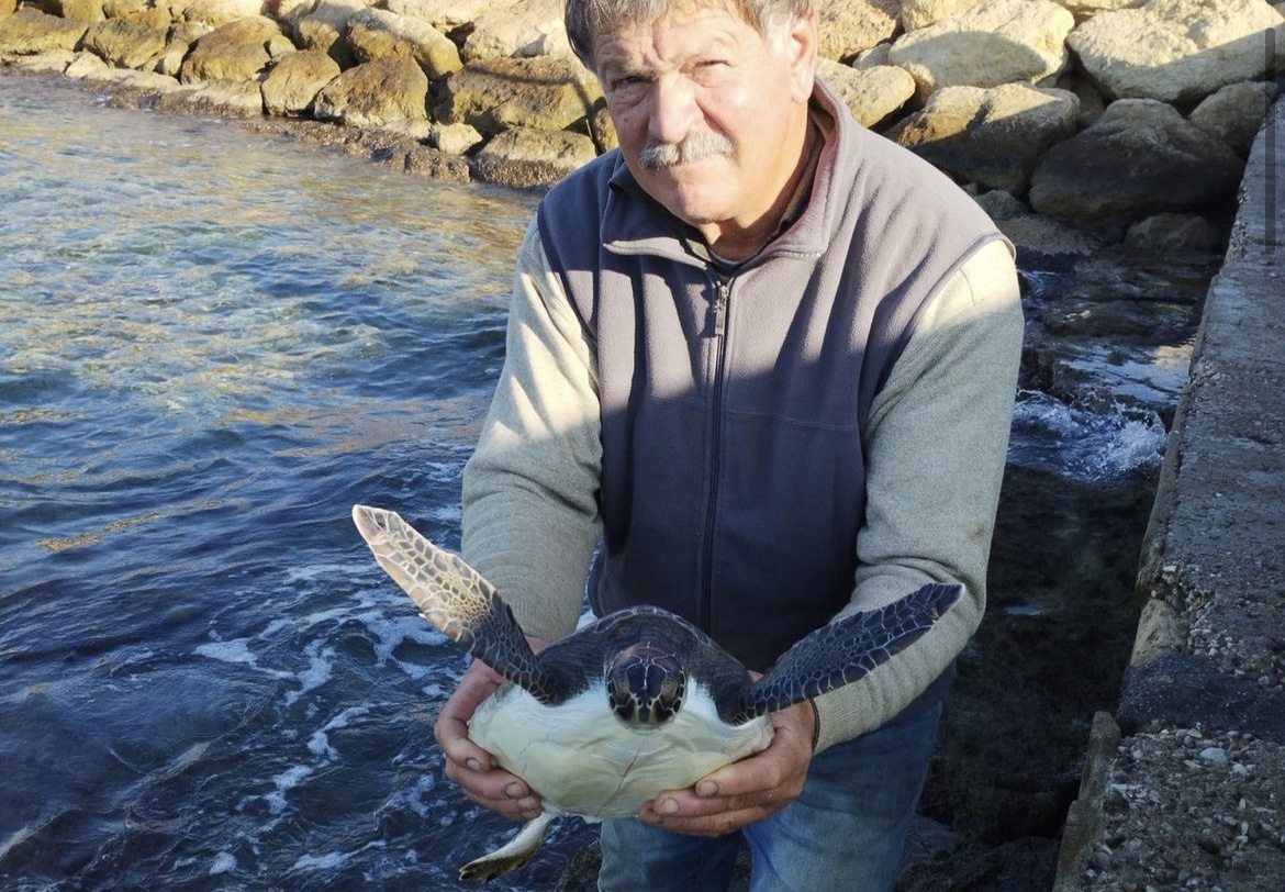 image Three turtles released back into sea