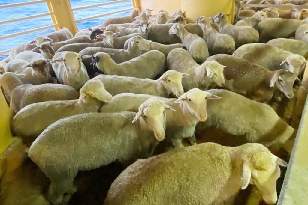 image 16,000 sheep and cattle still in limbo aboard ship