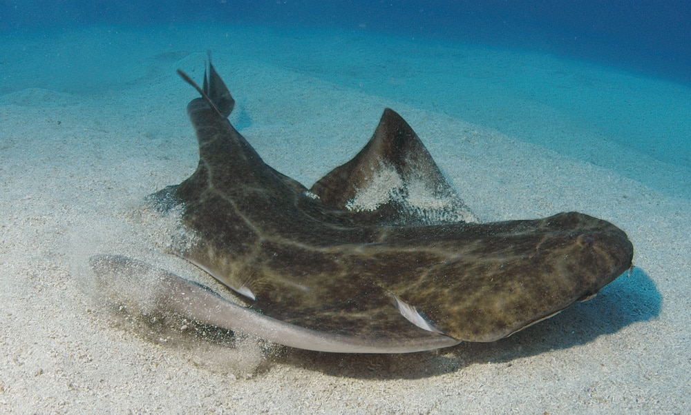 image SOS for Cyprus’ increasingly rare angel sharks