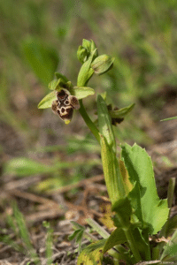 ophrys umbilicata