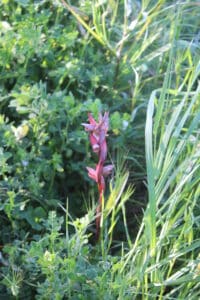 twyblade orchid around kato drys, where a whole valley is designated as a 'special area for conservation' responsible orchid hunting has great tourism potential
