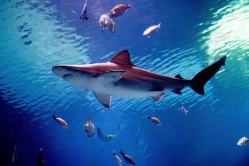 image Cyprus designated a danger area for angel sharks