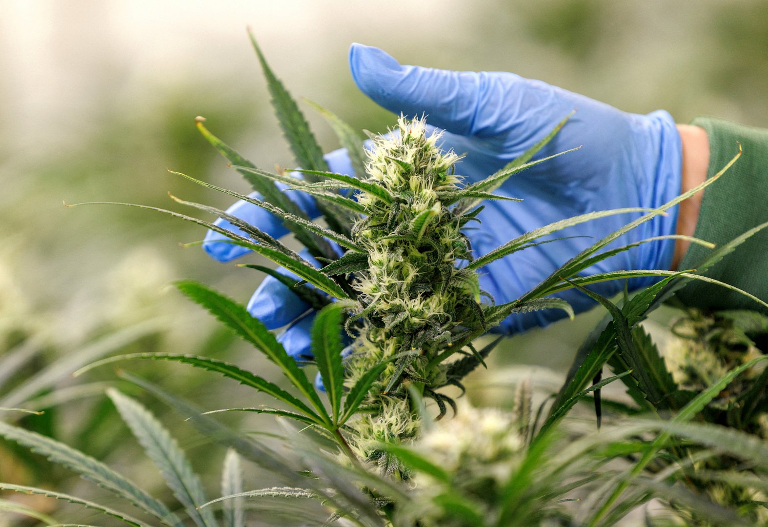 image Brazil agriculture agency plans long-term research into cannabis cultivation