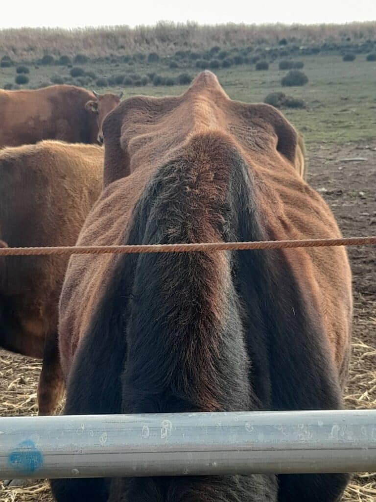 cow
