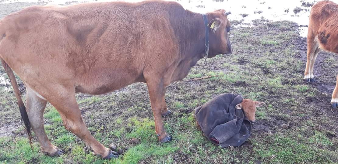 image Concerns over health of native Cyprus cattle