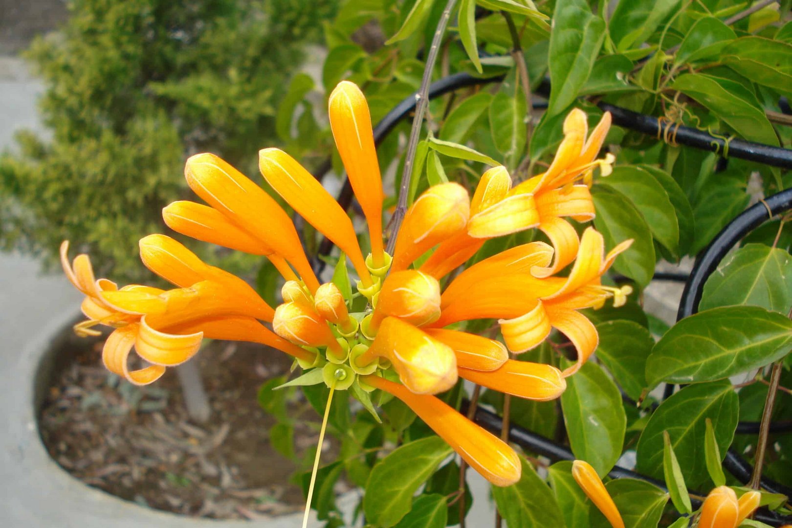 feature garden plant of month pyrostegia venusta