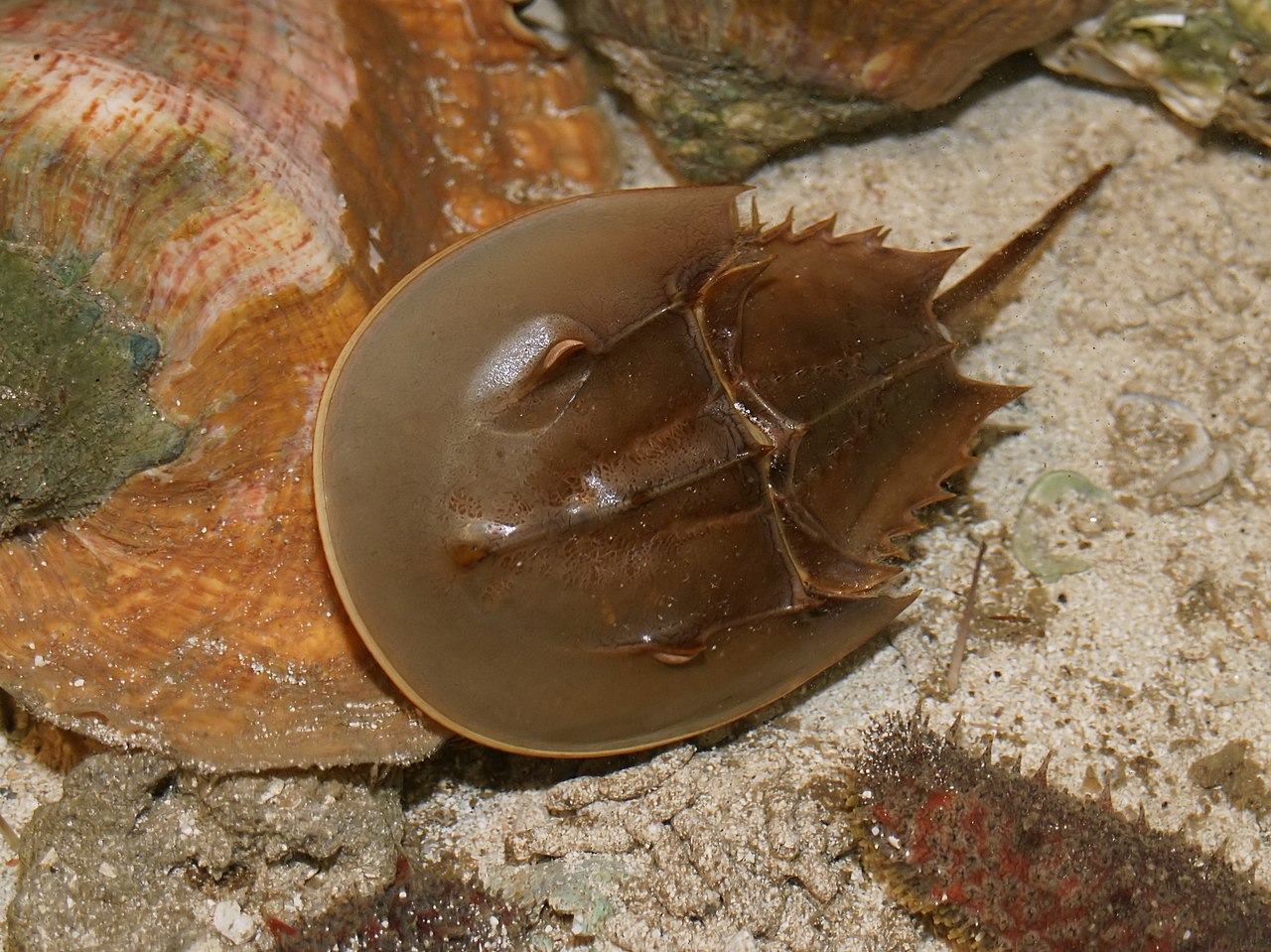 image Living fossils of the sea draw endangered species petition